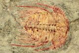 Colorful Kettneraspsis Trilobite With Pos/Neg - Timrzit , Morocco #270559-3